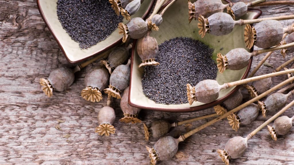 اعتیاد به تریاک