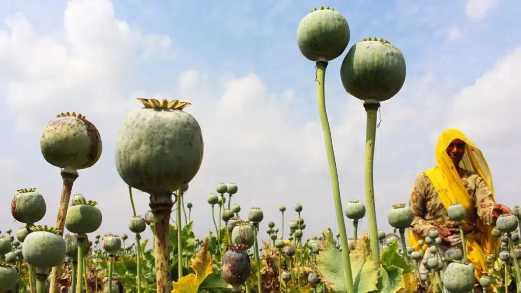 اعتیاد به تریاک