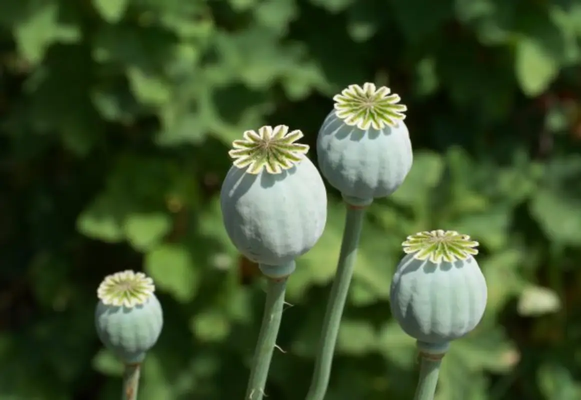 راهنمای ترک شربت اپیوم