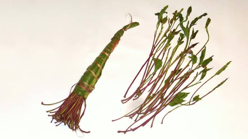 ترک مواد مخدر قات